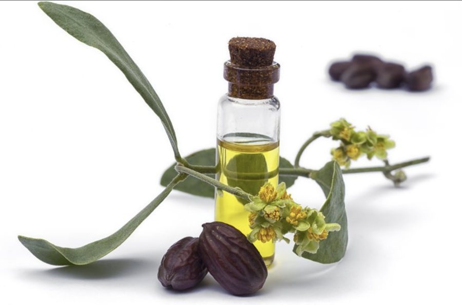 Jojoba oil with jojoba seeds and flowers