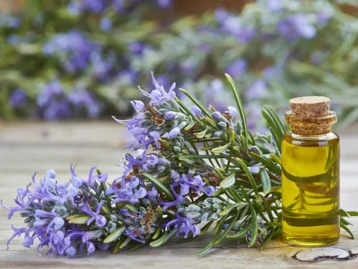 Rosemary oil with fresh rosemary in bloom